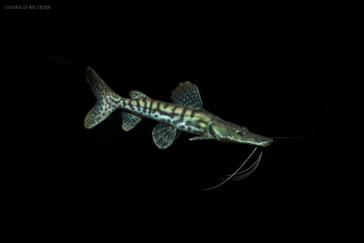 poisson-chat tigre Pimelodidae