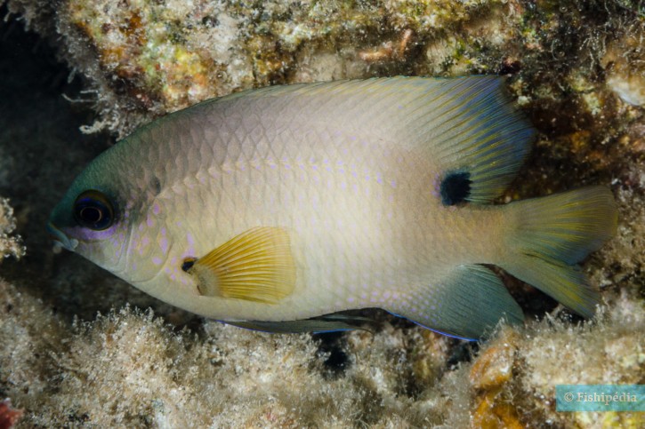 Stegastes nigricans - poisson-cafre, Grégoire noire