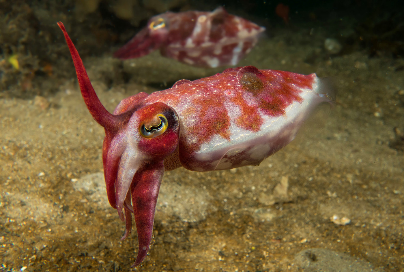 Sepia mestus