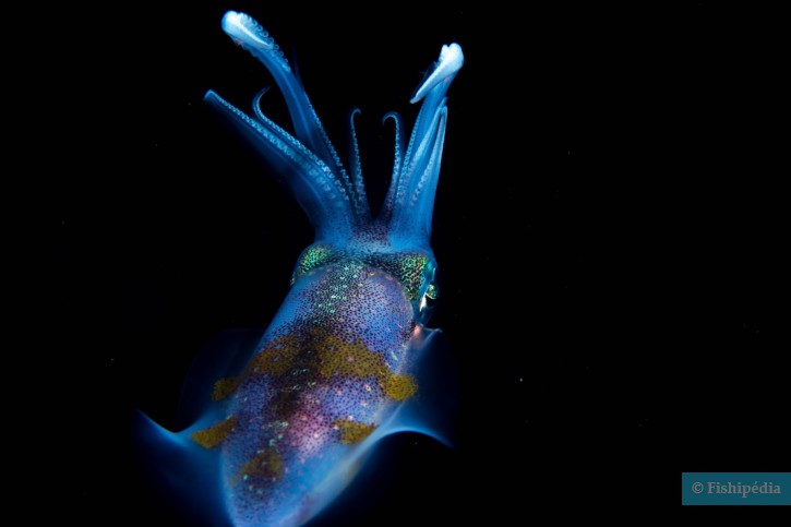 Sepioteuthis lessoniana