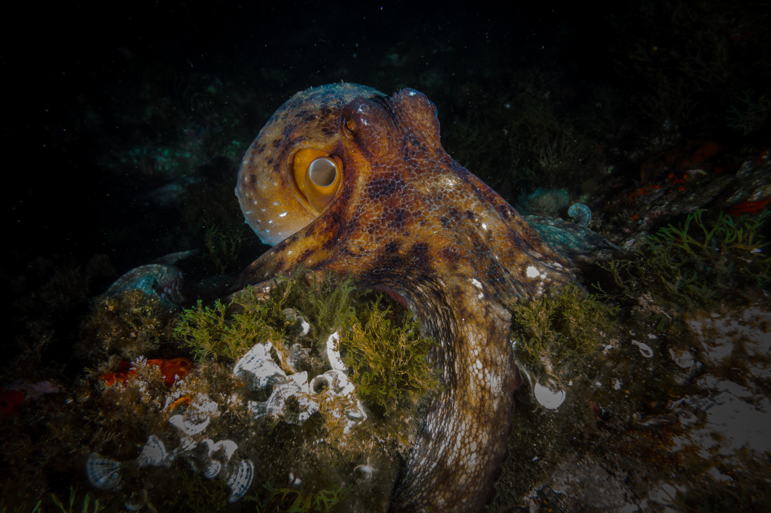 Octopus vulgaris