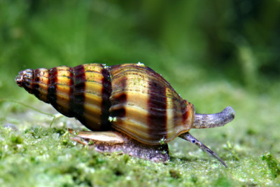 escargot assassin Nassariidae