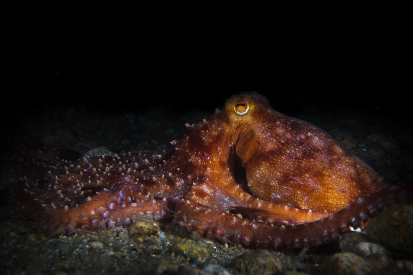 Callistoctopus macropus
