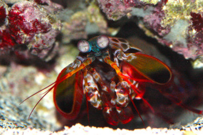 Odontodactylus scyllarus Odontodactylae