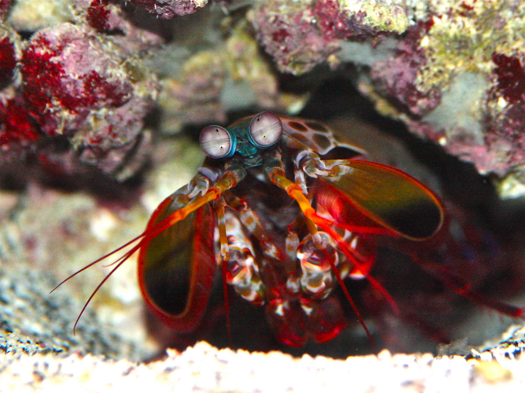 Odontodactylus scyllarus