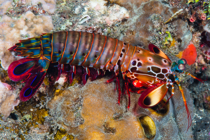 Odontodactylus scyllarus - squille multicolore
