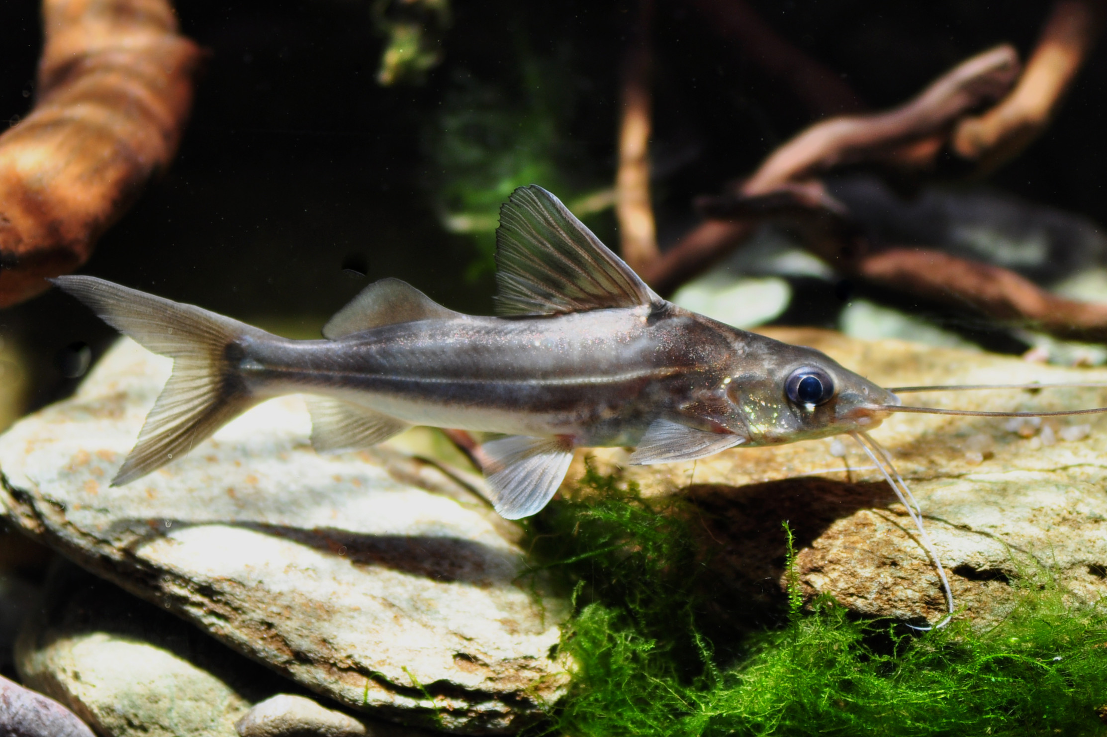 Pimelodus albicans