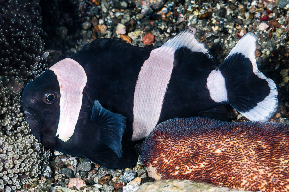 Poisson clown selle de cheval Amphiprion polymnus Fiche poissons