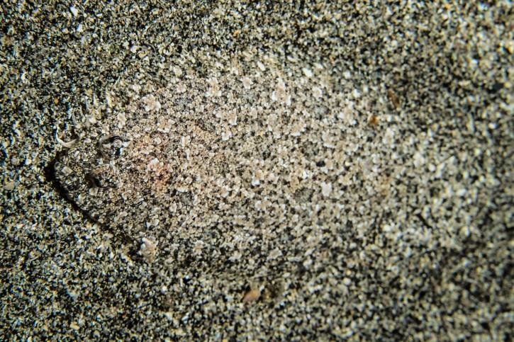 Arnoglossus laterna - Arnoglosse Lanterne