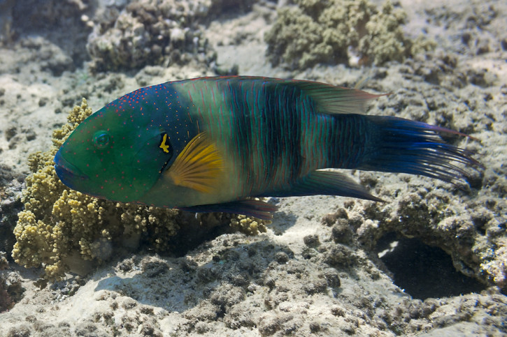 Cheilinus lunulatus - Labre à franges