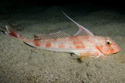 grondin morrude Triglidae