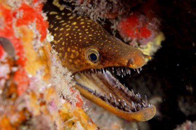 murène tigre Muraenidae