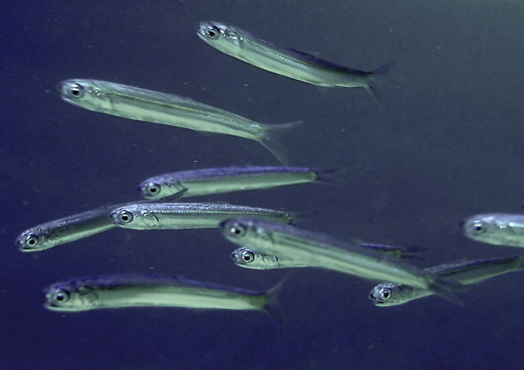 Engraulis encrasicolus
