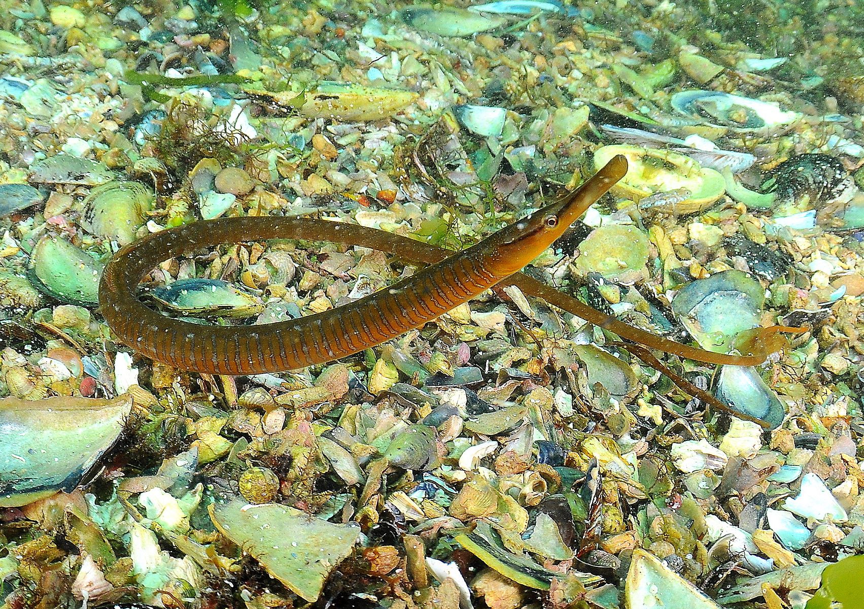 Entelurus aequoreus