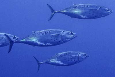 thonine commune Scombridae