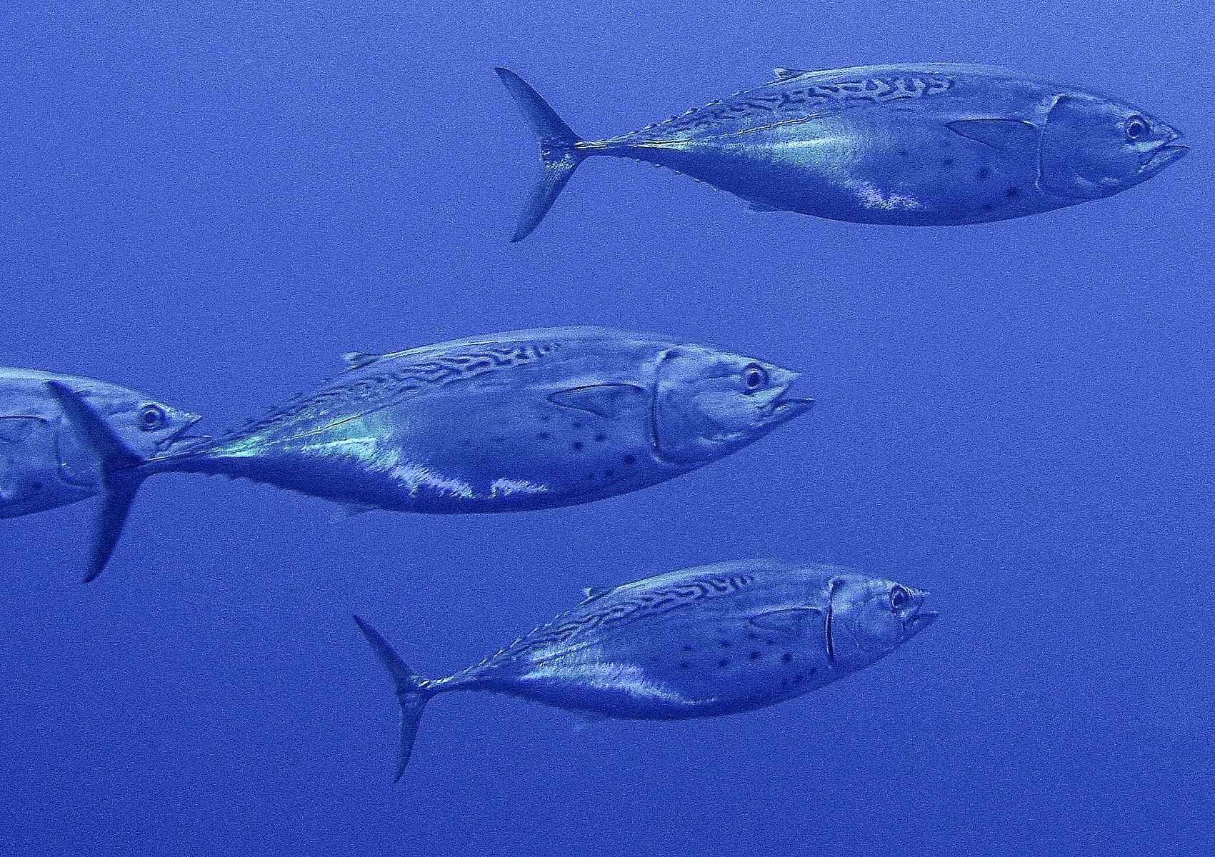 Euthynnus alletteratus