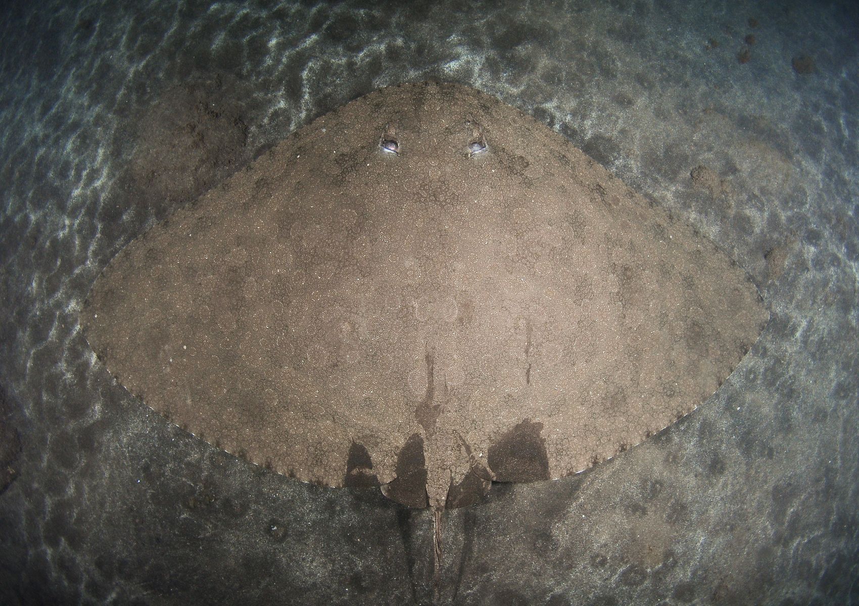 Gymnura altavela