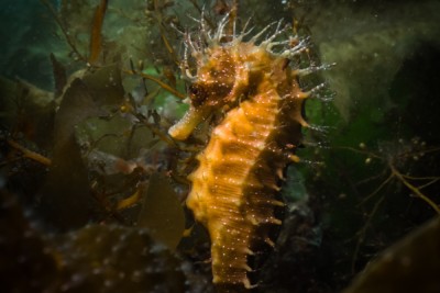 cavallucino marino Syngnathidae