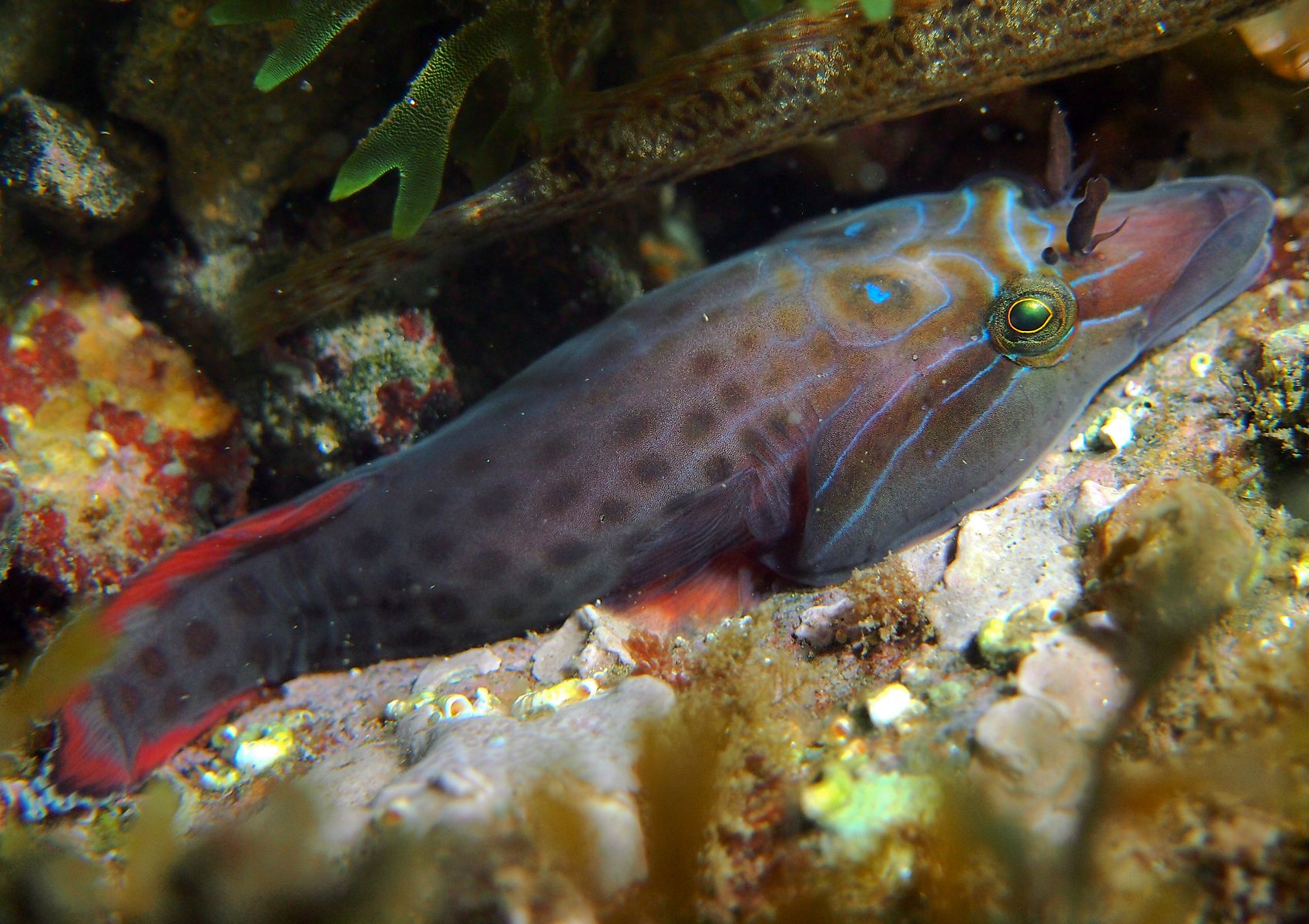 Diplecogaster