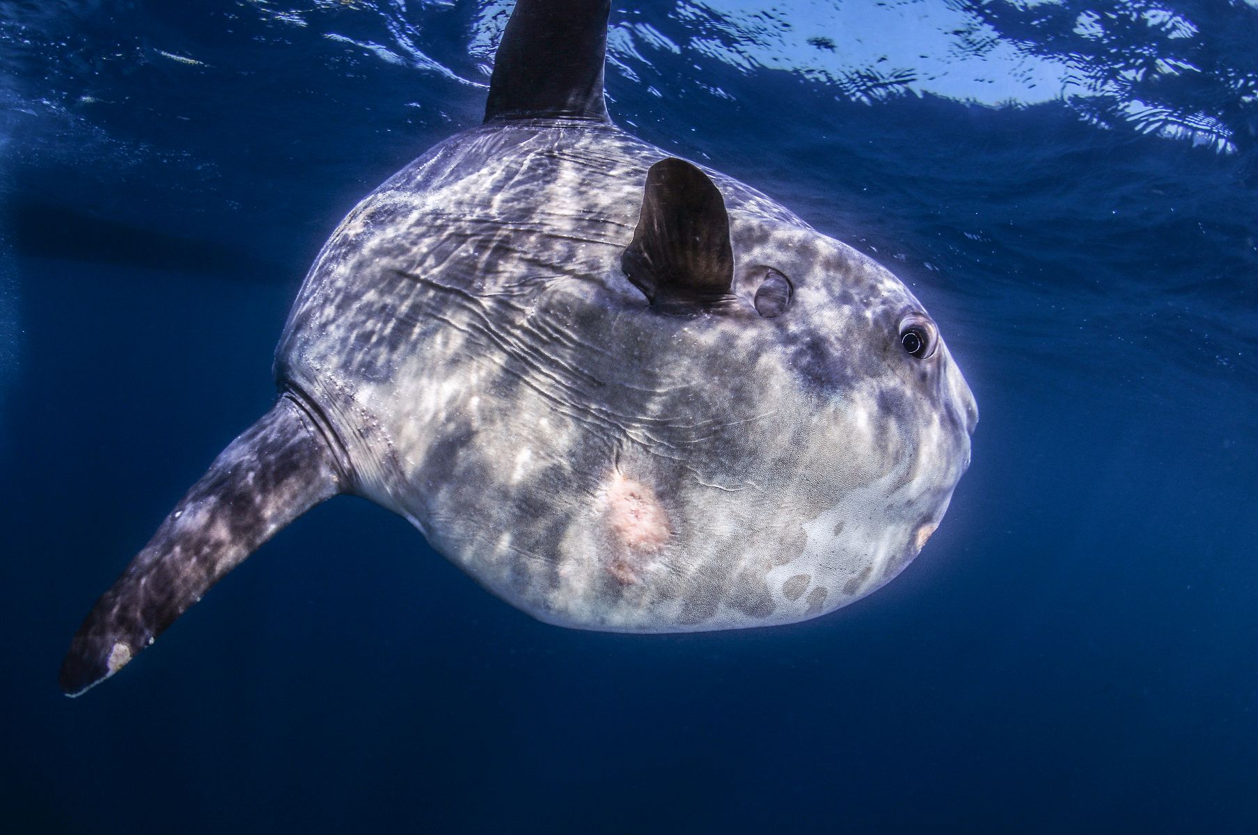Mola mola