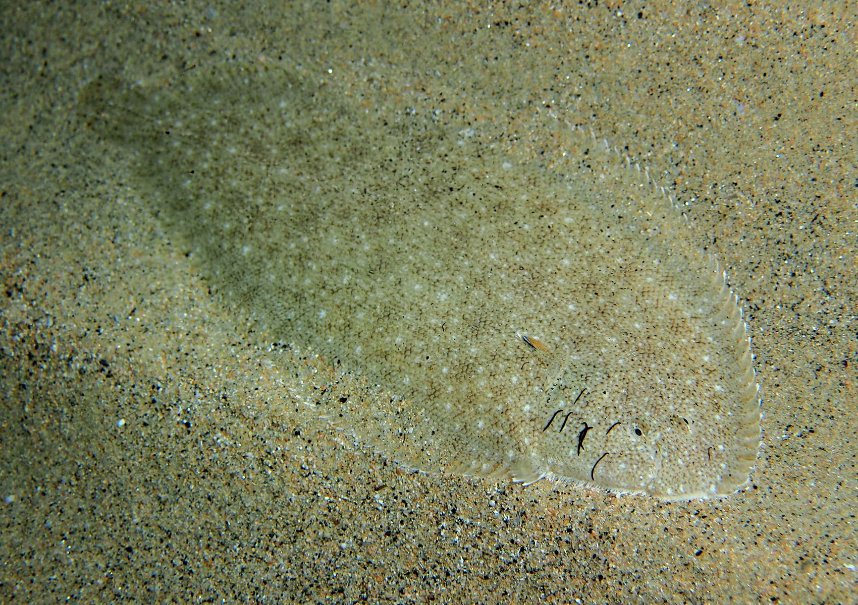 Pegusa lascaris