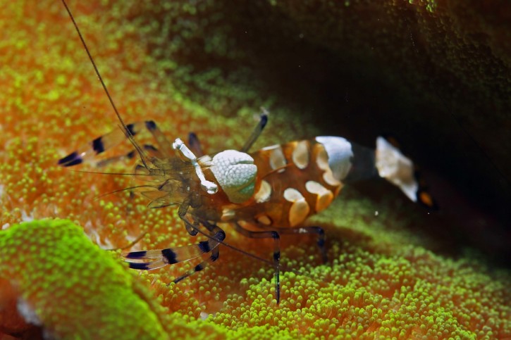 Periclimenes brevicarpalis - Crevette queue de paon