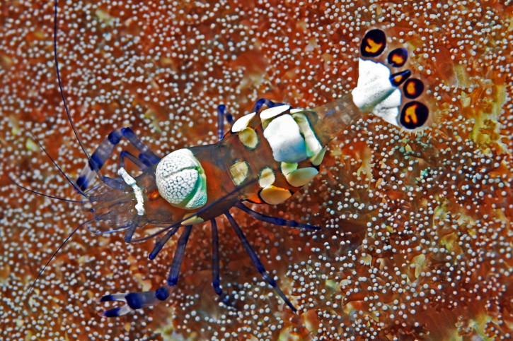 Periclimenes brevicarpalis - Crevette queue de paon