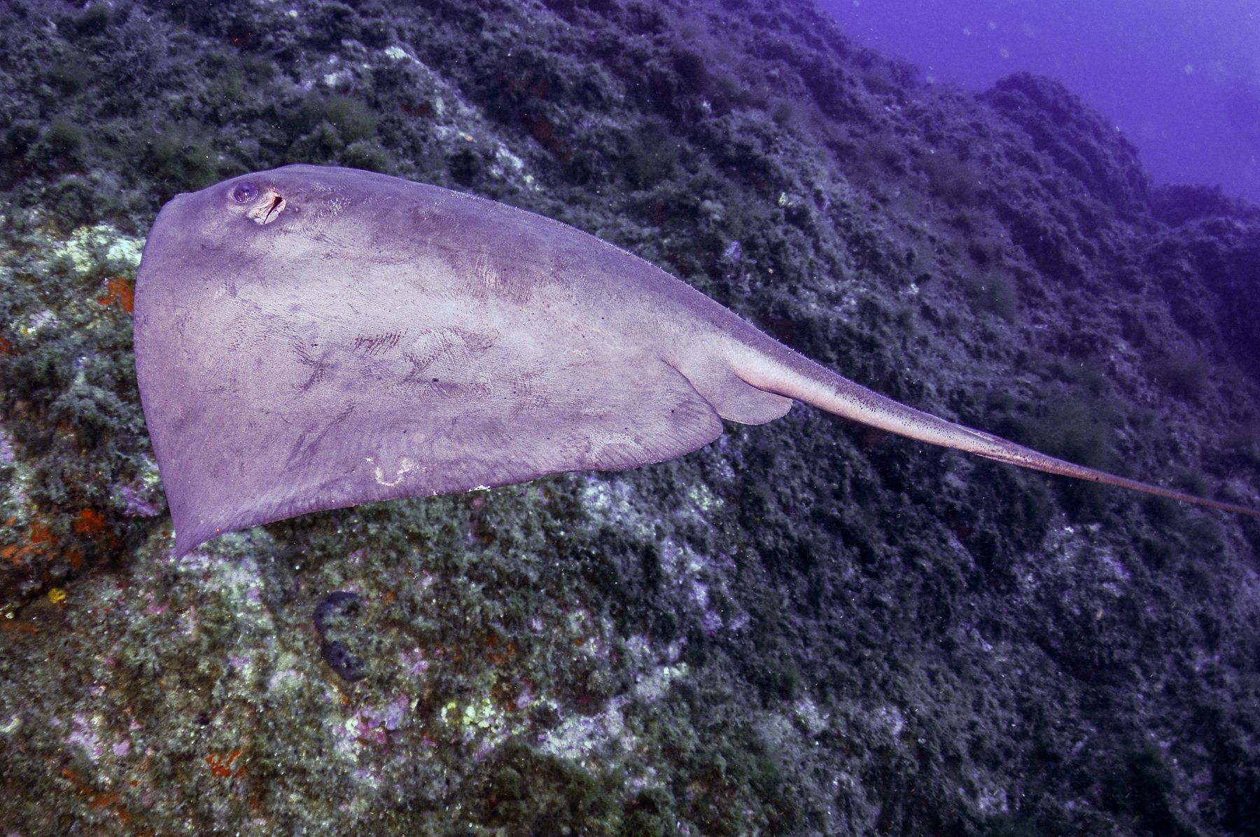 Pteroplatytrygon violacea