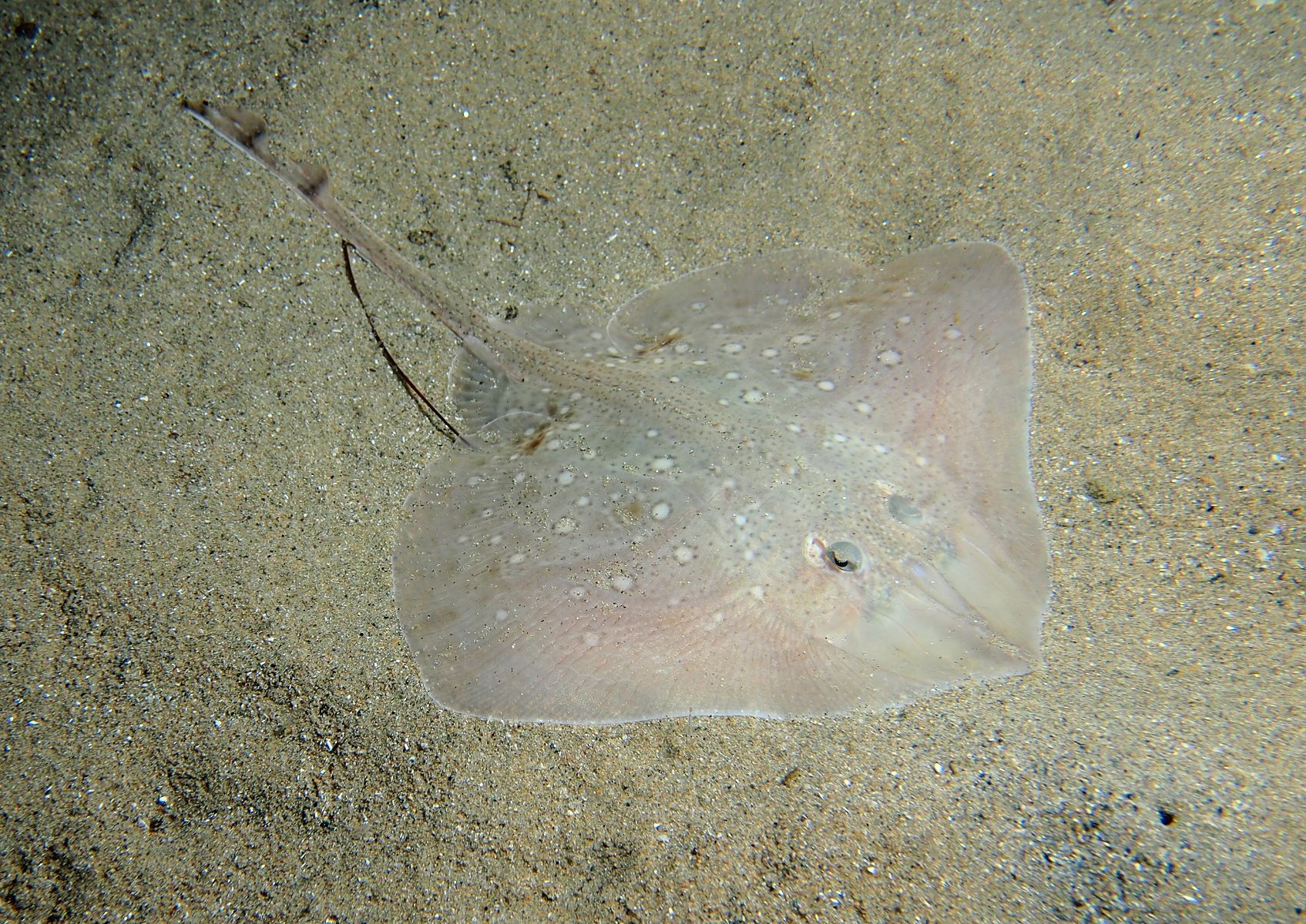 Raja asterias