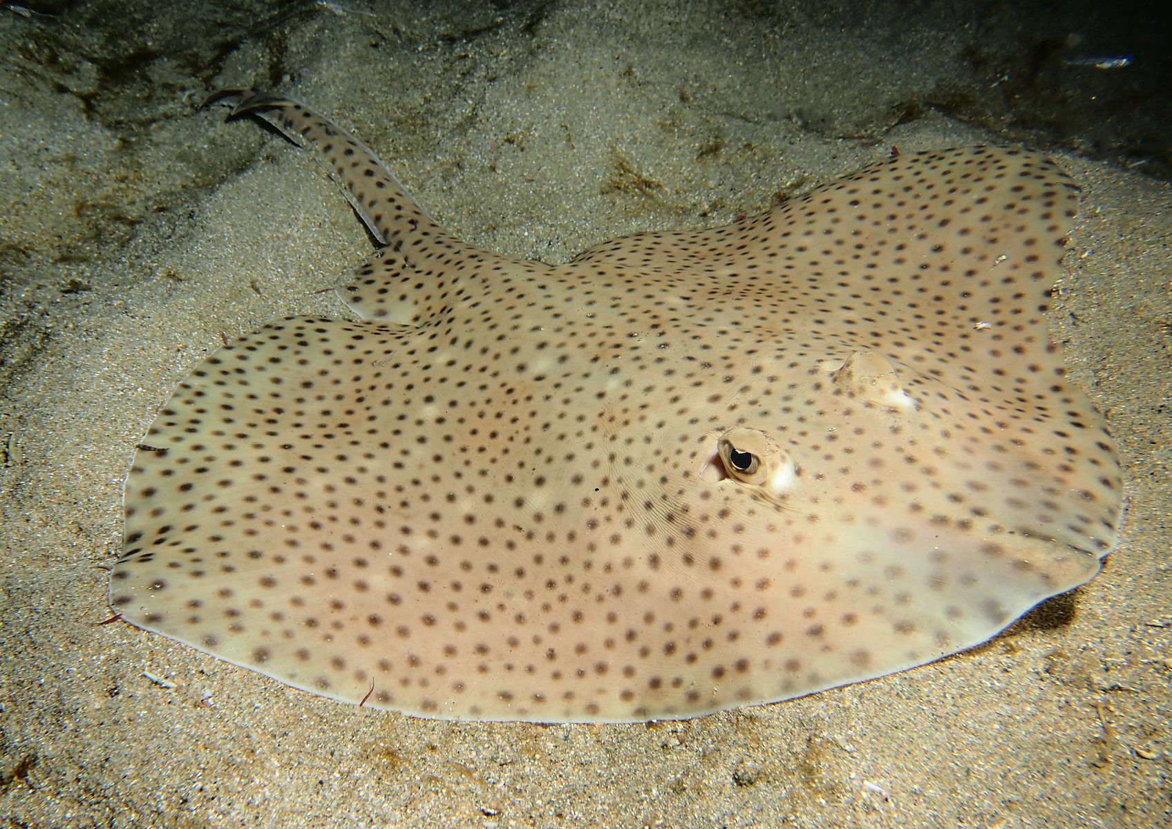 Raja brachyura