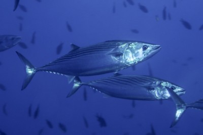 bonite à dos rayé Scombridae