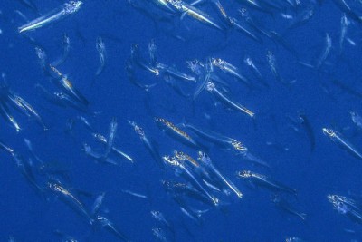 Espèce : sardine commune