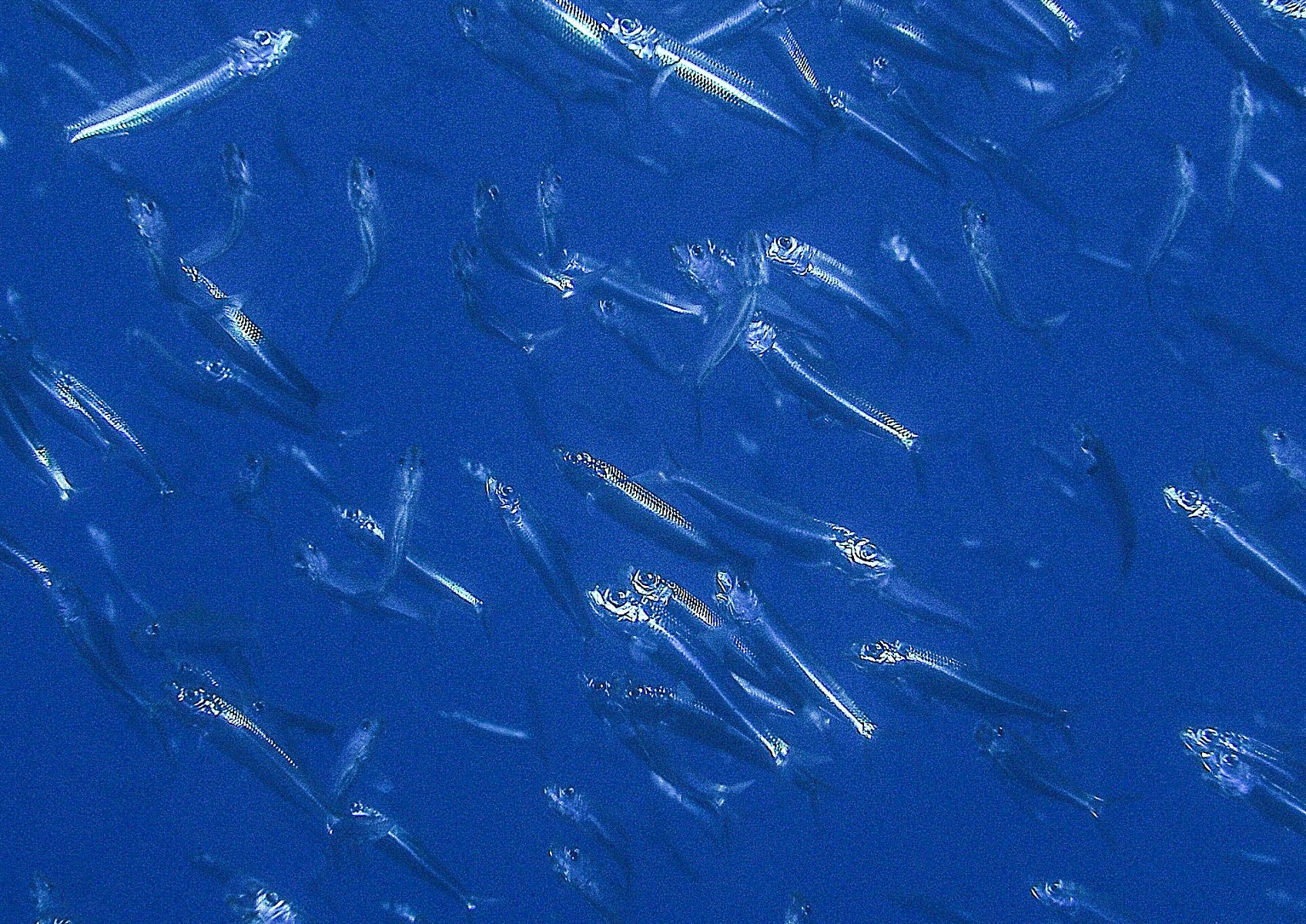 Sardina pilchardus