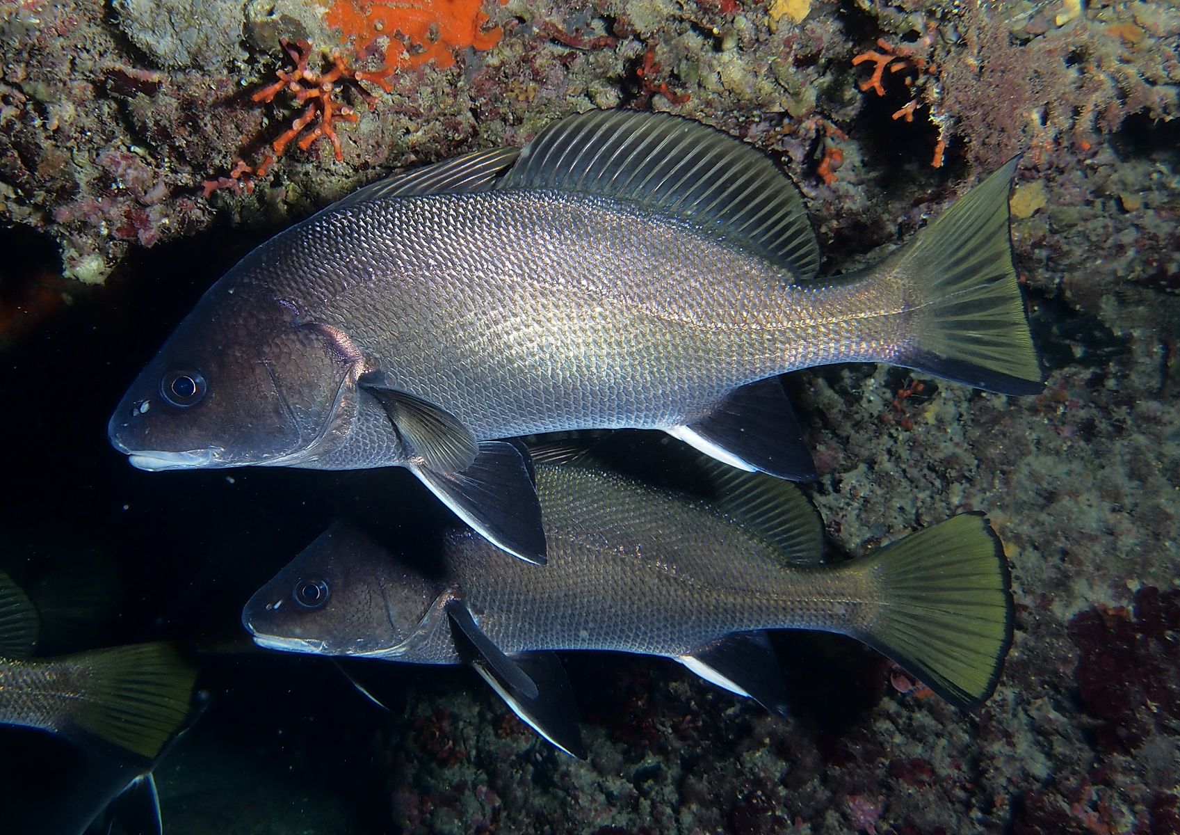 Sciaena umbra