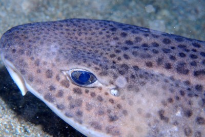 Grande roussette Scyliorhinidae