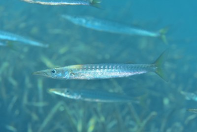 bécune européenne Sphyraenidae