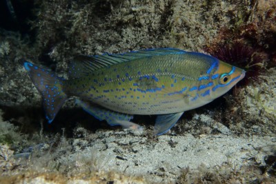 mendole Sparidae
