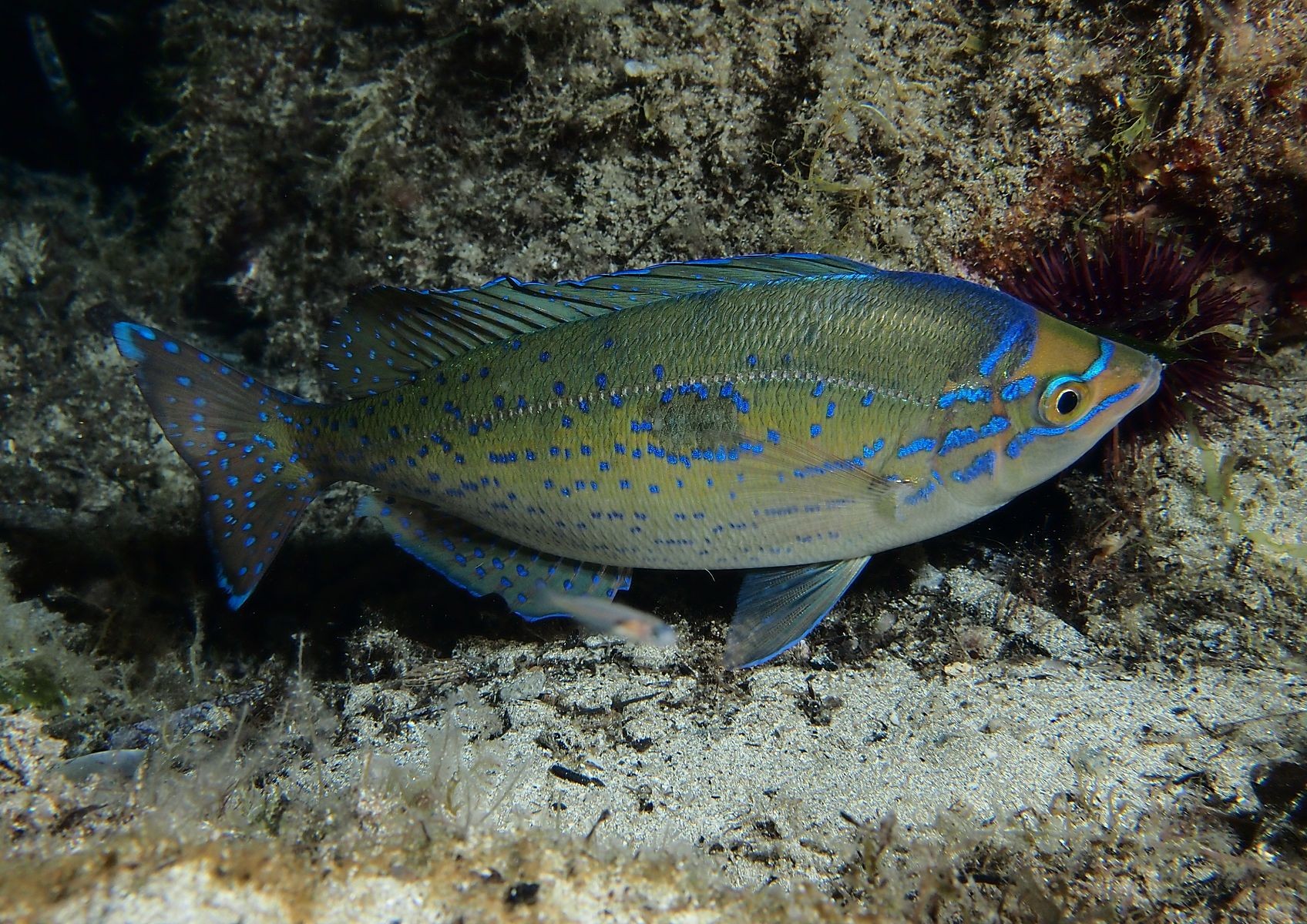 Spicara maena