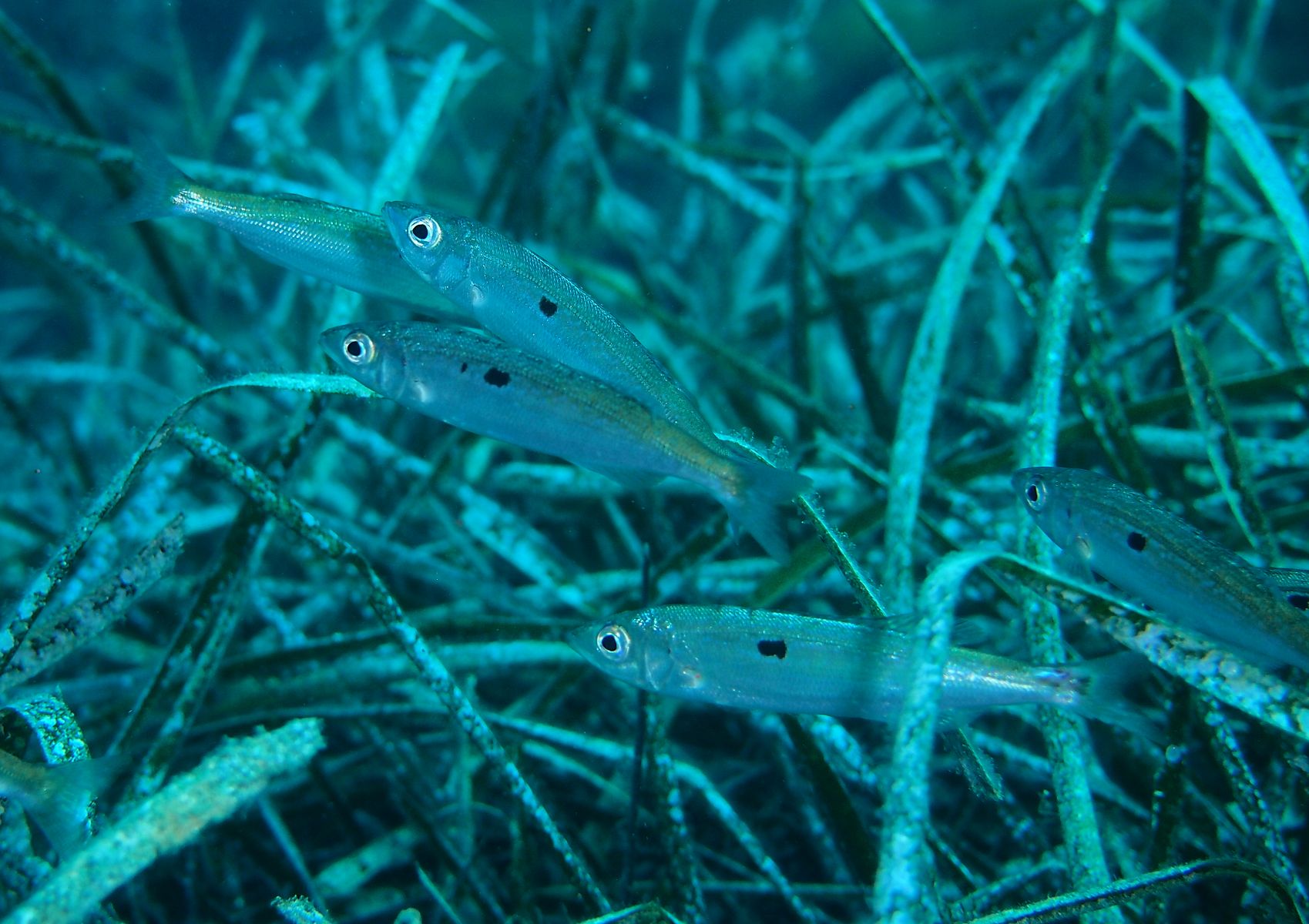 Spicara smaris