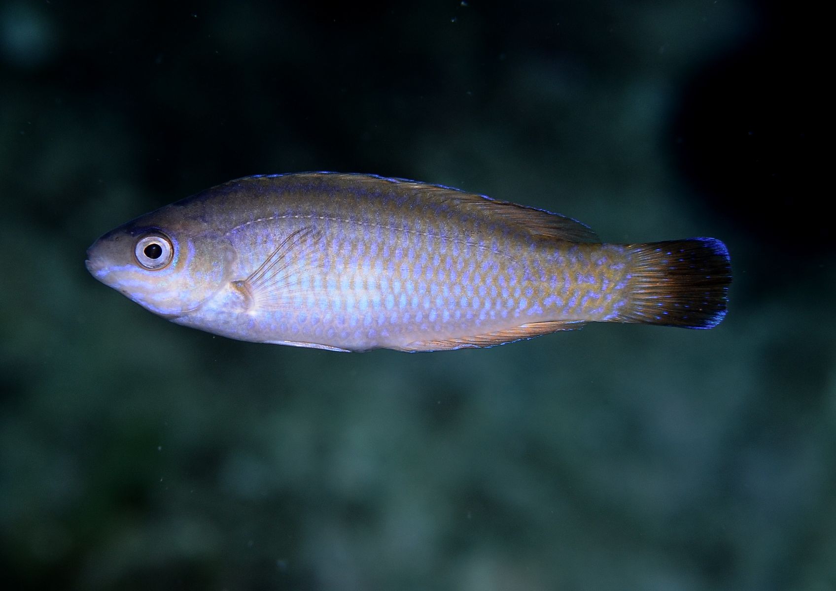 Centrolabrus exoletus
