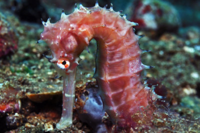 Hippocampus histrix Syngnathidae