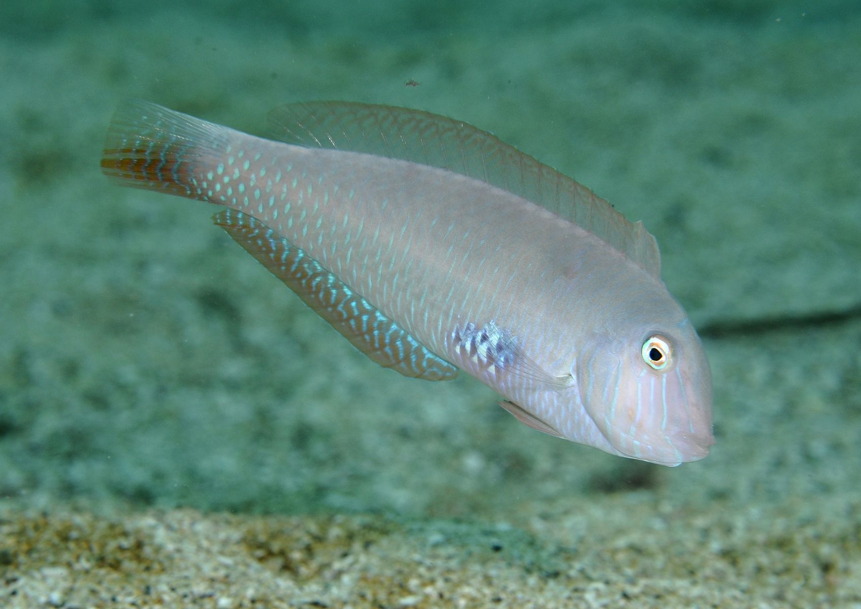 Xyrichtys