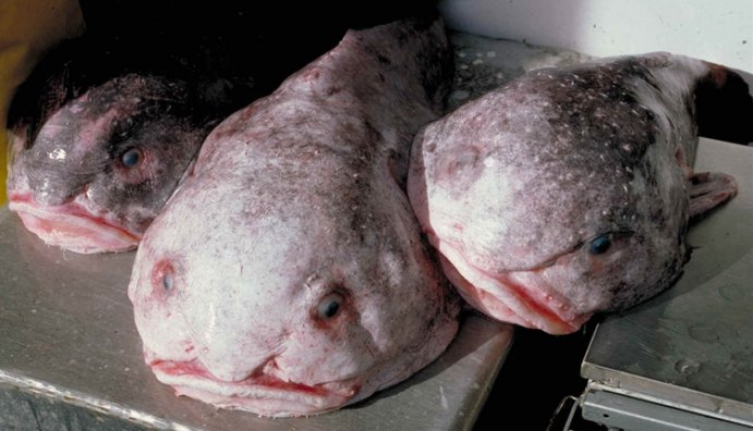Blob sculpin (Psychrolutes phrictus) at the surface. Image: NOAA Fisheries