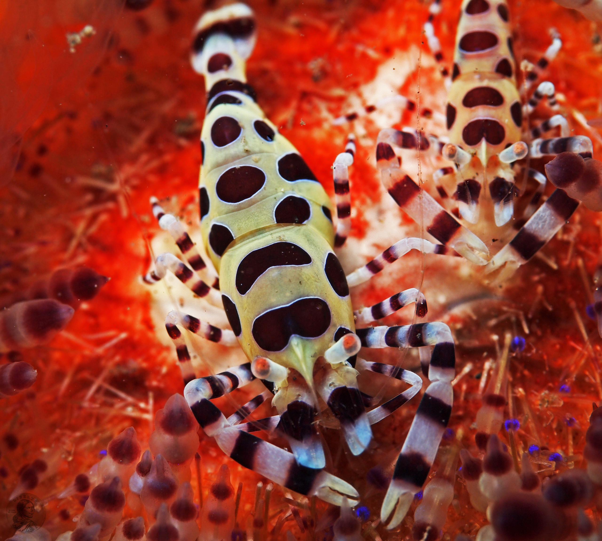 Periclimenes colemani