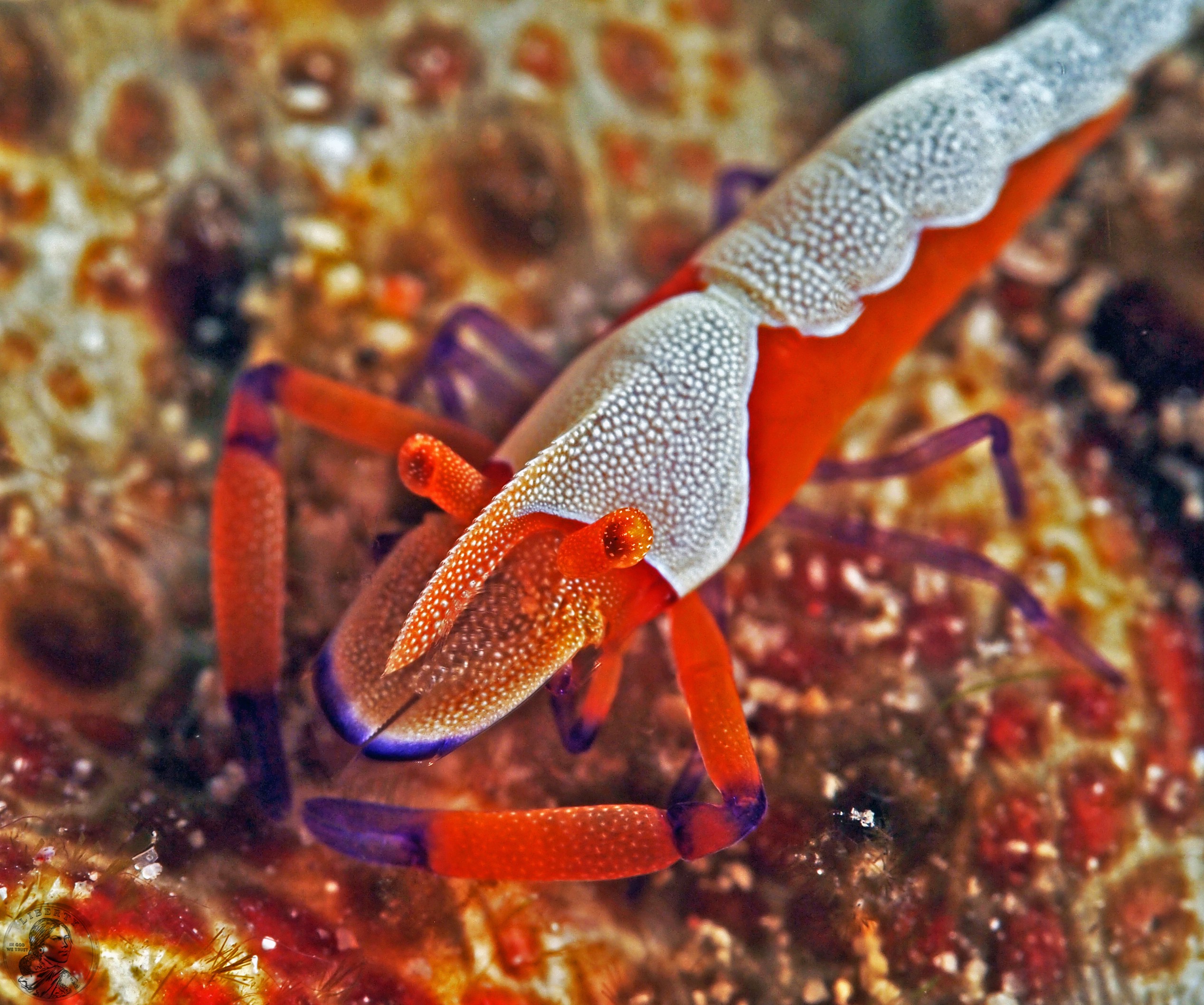 Periclimenes imperator