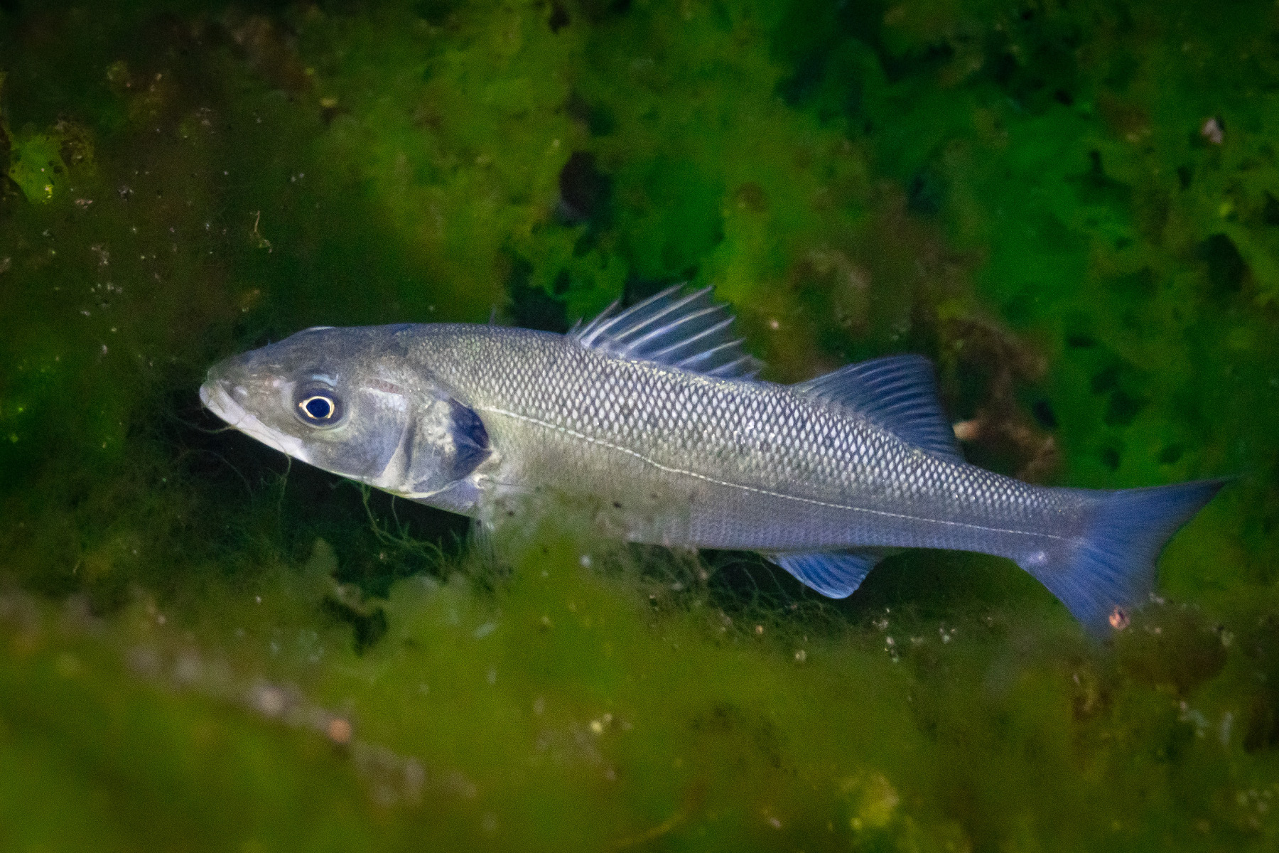 Dicentrarchus labrax