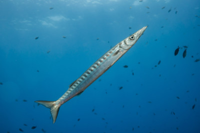 bécune à bouche jaune Sphyraenidae