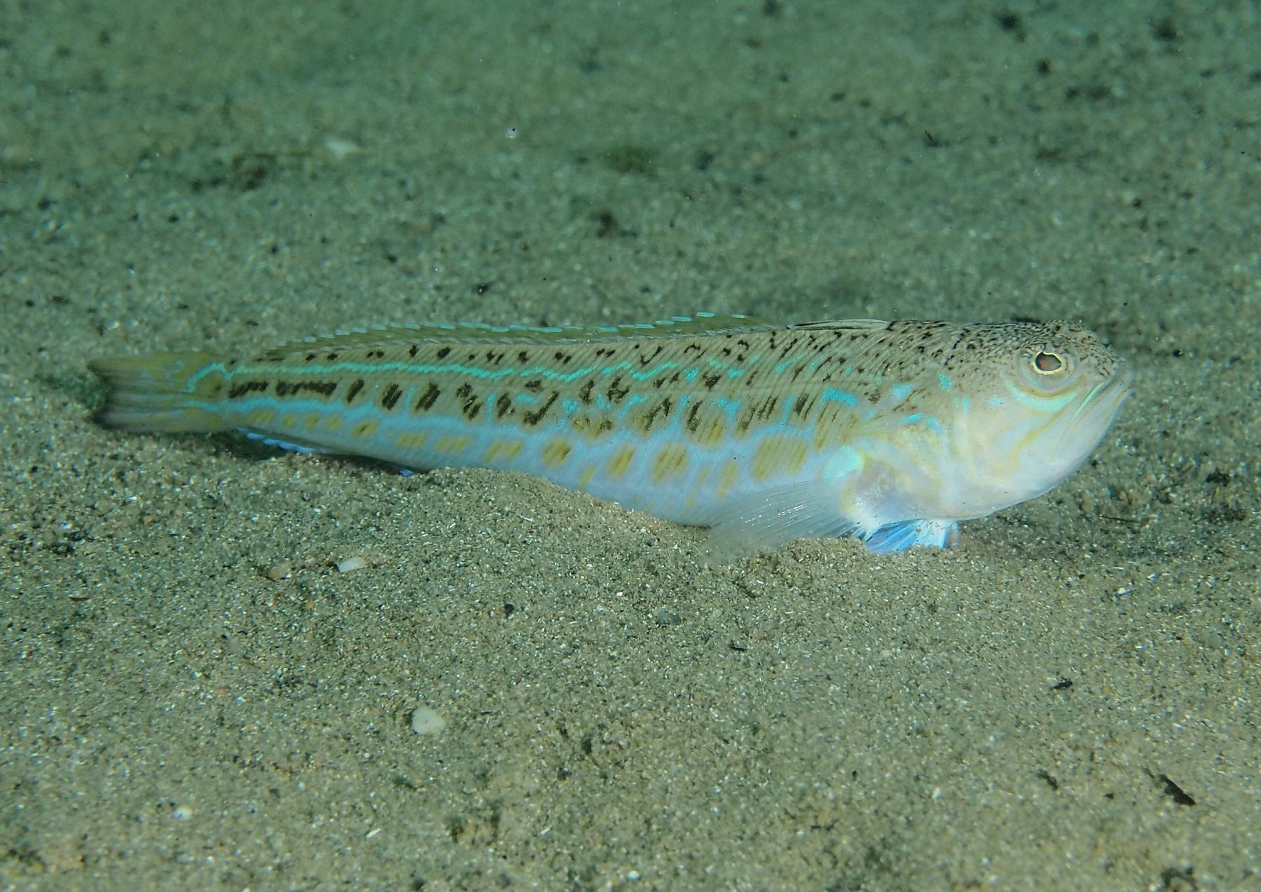 Trachinus draco