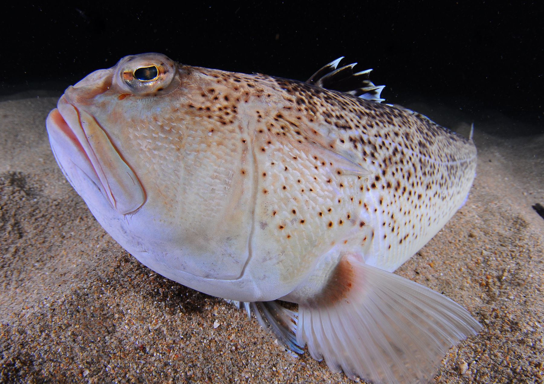 Trachinus radiatus