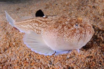 uranoscope Uranoscopidae